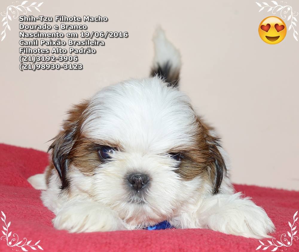 venda de cachorro da raça shih tzu